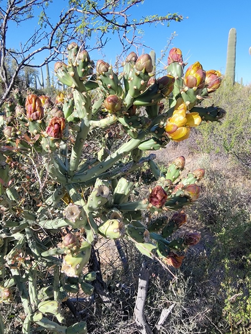 Arizona Pencil Cholla photo 7