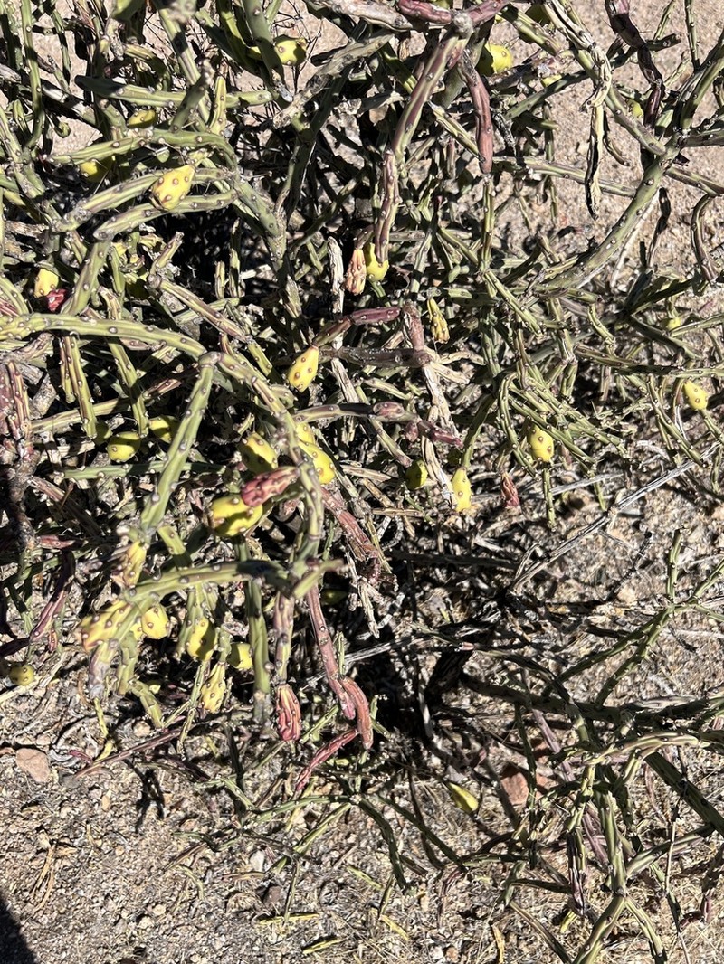 Arizona Pencil Cholla photo 8