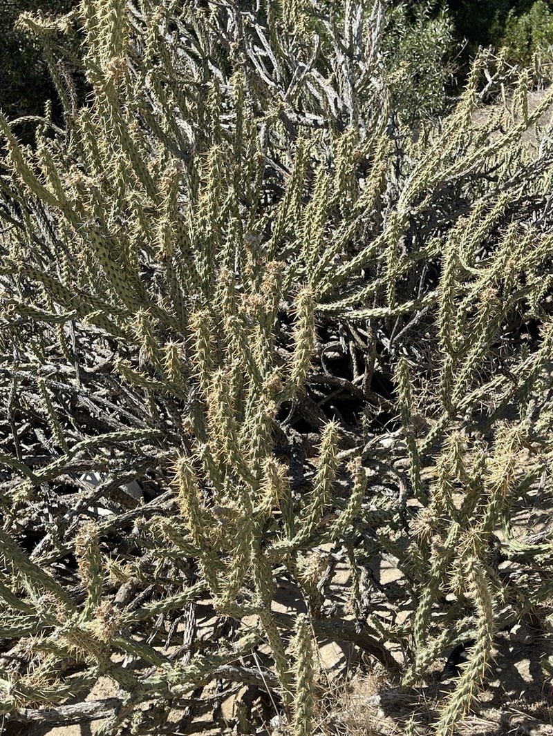 Cylindropuntia bernardina