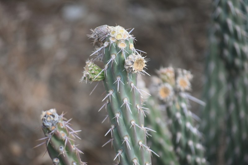 Cylindropuntia bernardina photo 2