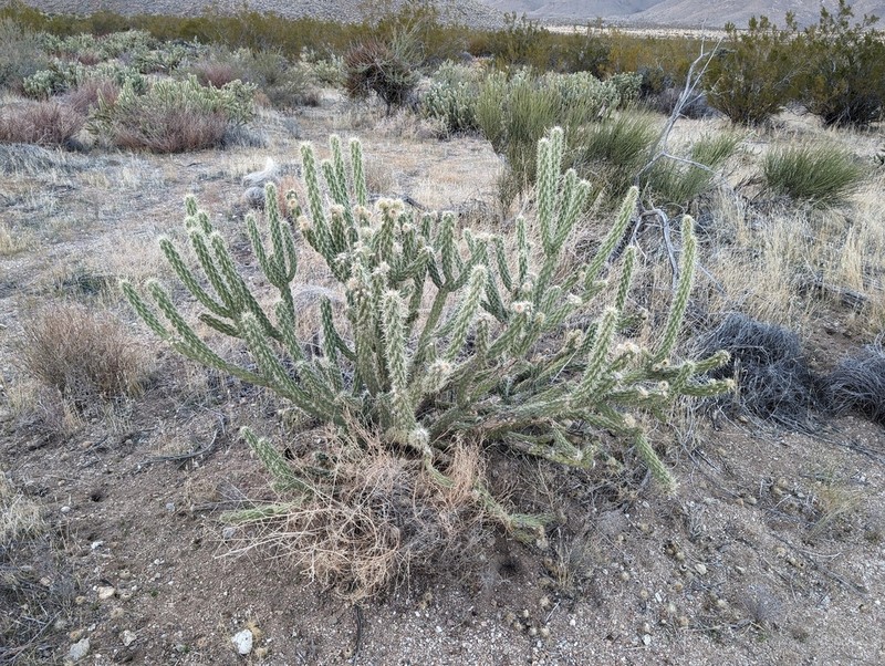 Cylindropuntia bernardina photo 3