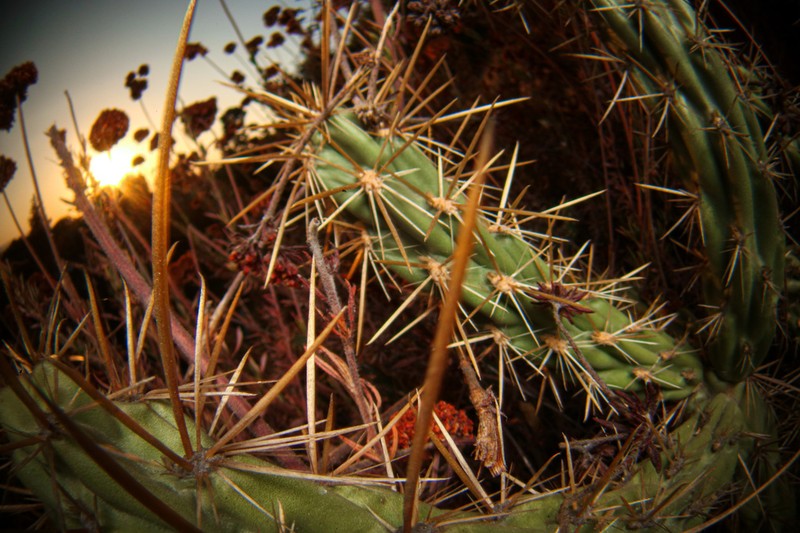 Cylindropuntia bernardina photo 4
