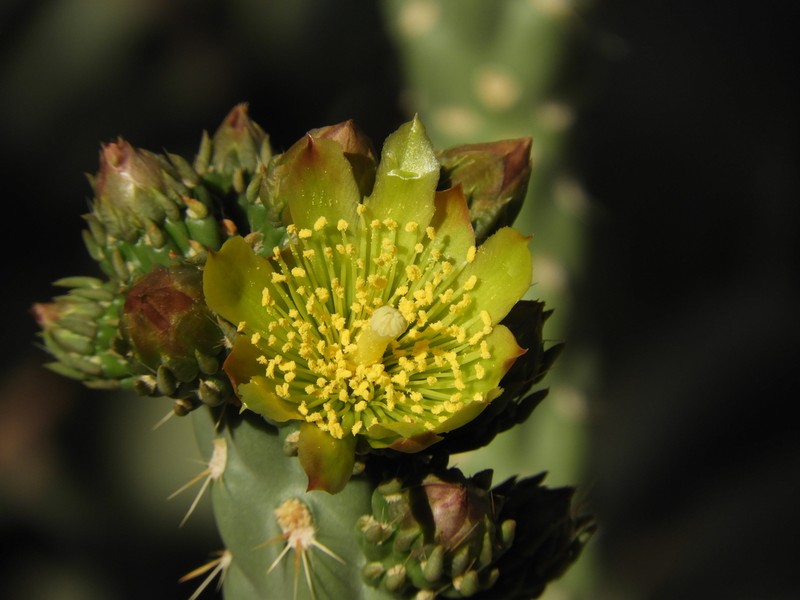 Cylindropuntia bernardina photo 5