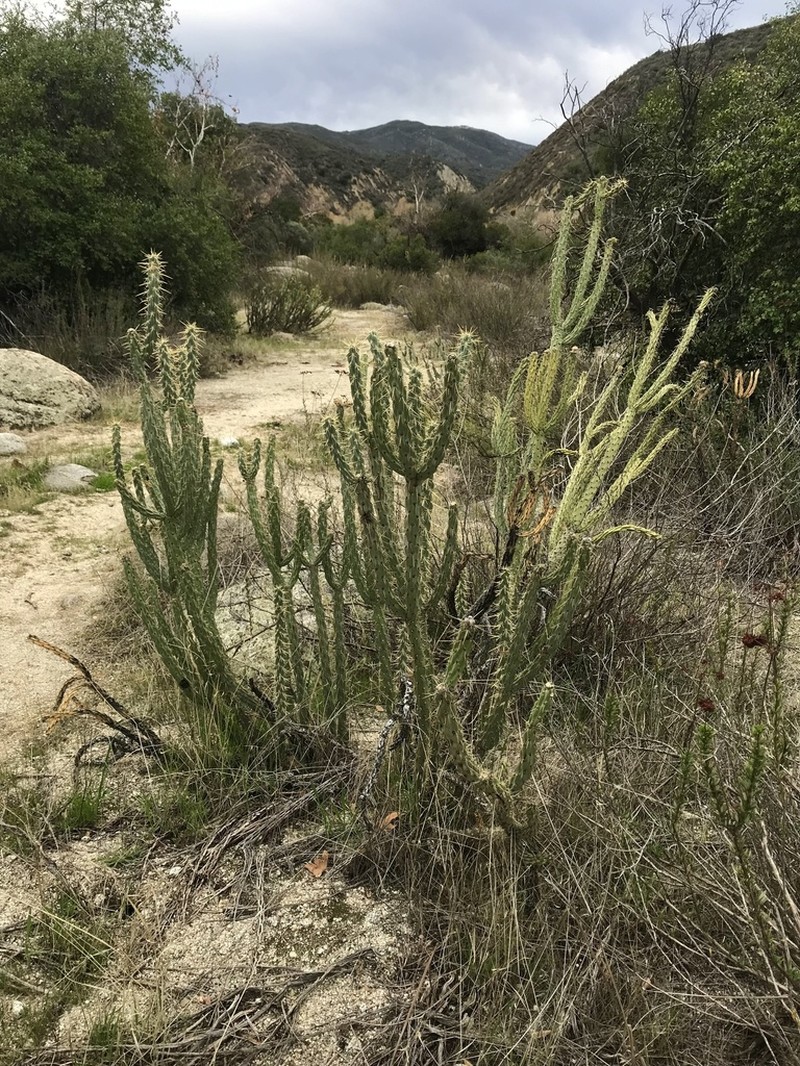 Cylindropuntia bernardina photo 6