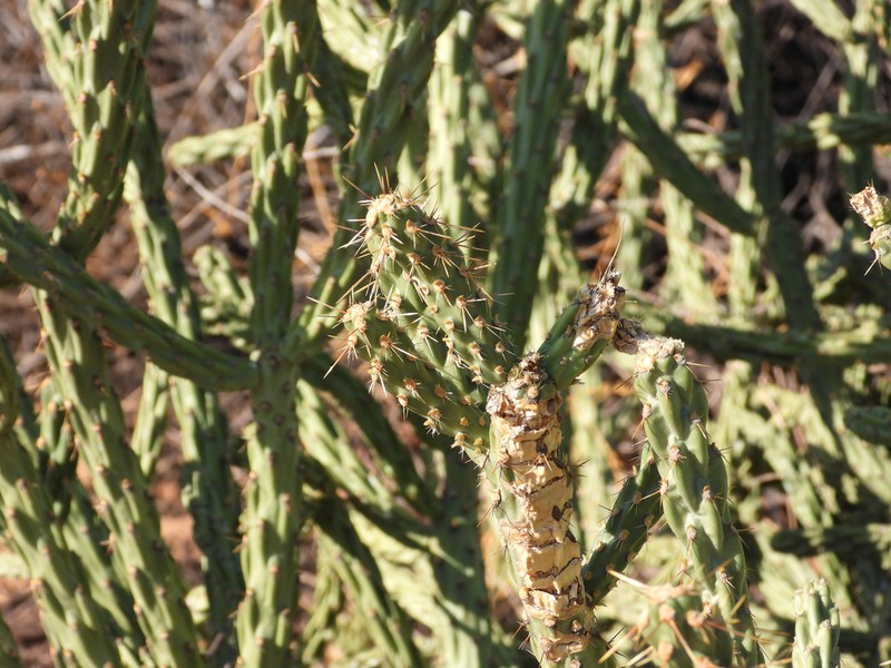 Cylindropuntia bernardina photo 7