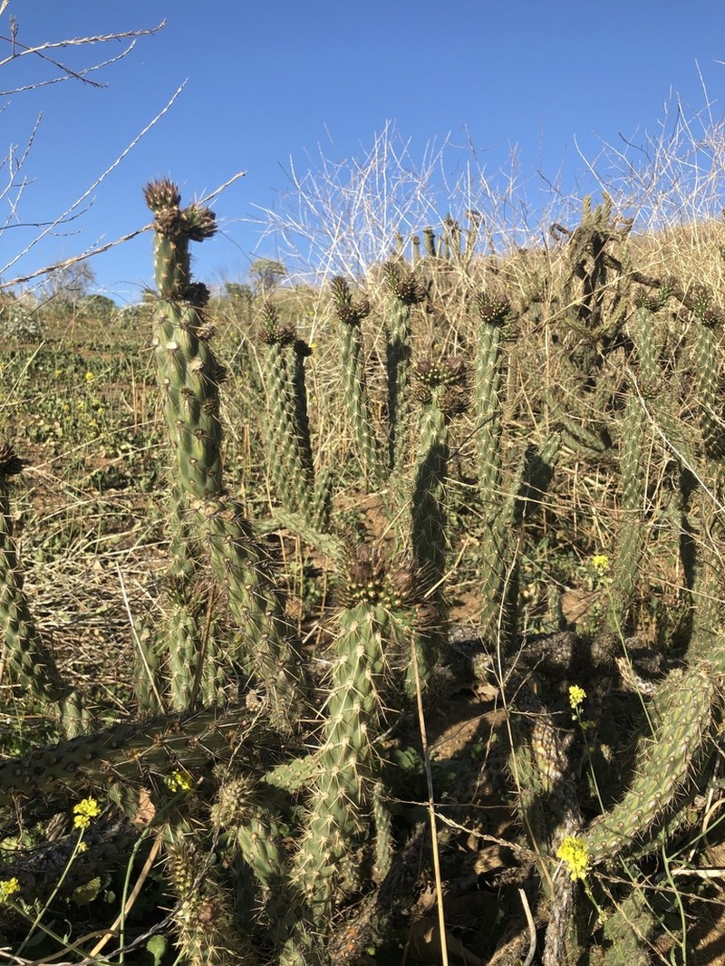 Cylindropuntia bernardina photo 8