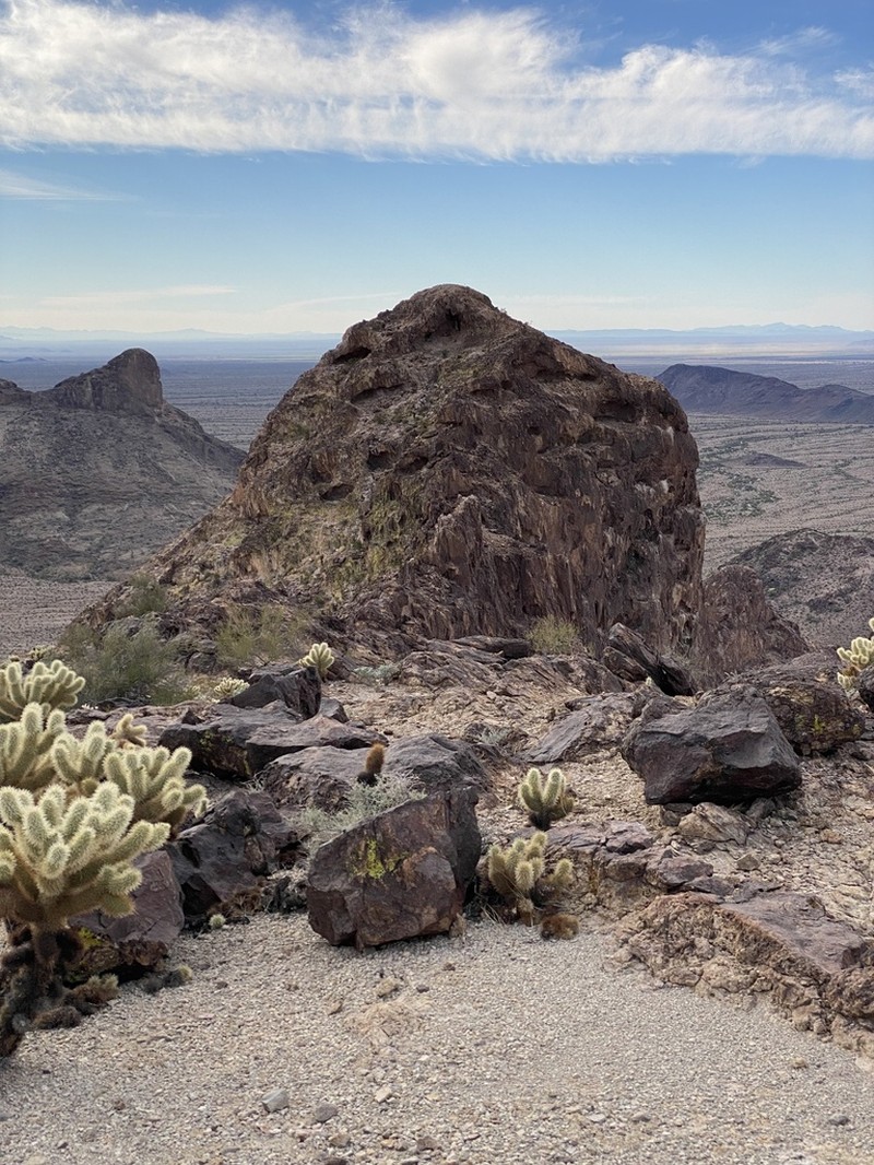 Teddybear Cholla