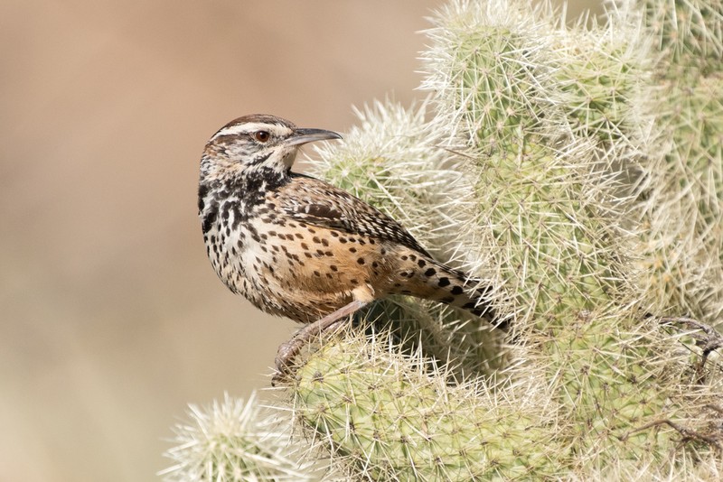 Teddybear Cholla photo 2