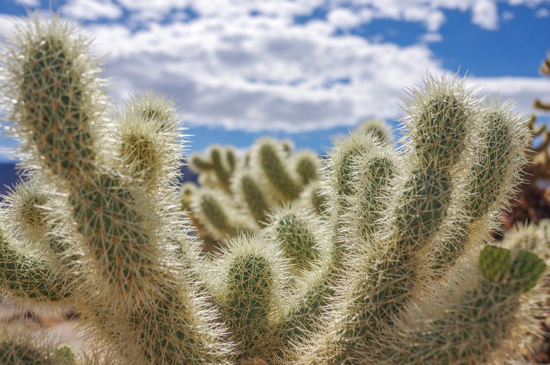 Teddybear Cholla photo 3