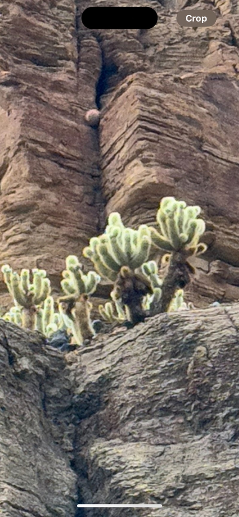 Teddybear Cholla photo 4