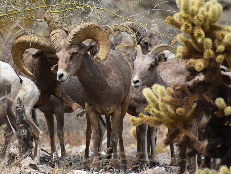 Teddybear Cholla photo 5