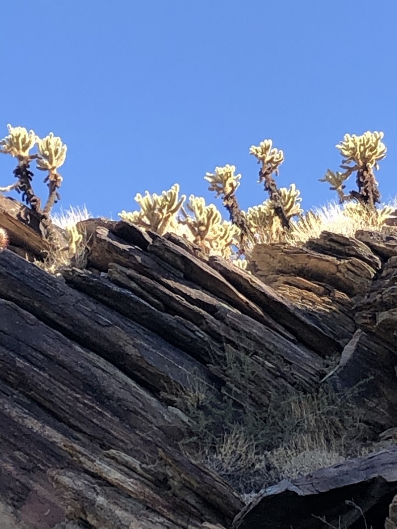 Teddybear Cholla photo 6