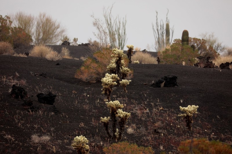 Teddybear Cholla photo 7