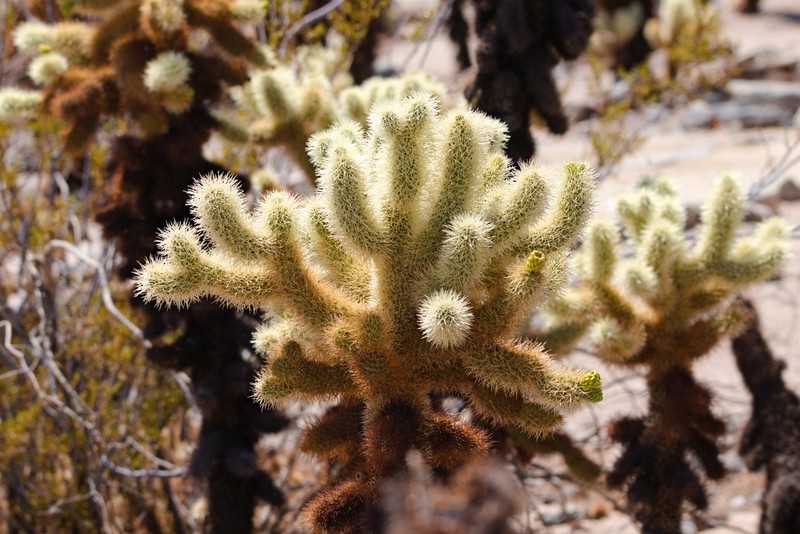 Teddybear Cholla photo 8