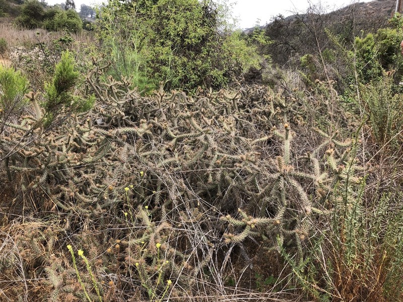 California Cholla