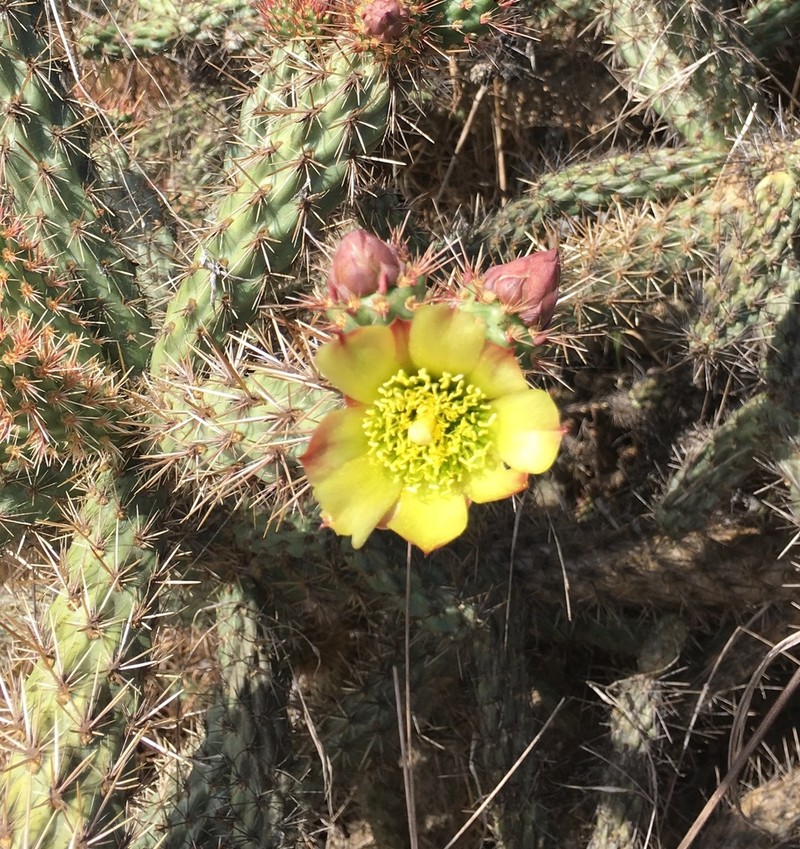 California Cholla photo 2