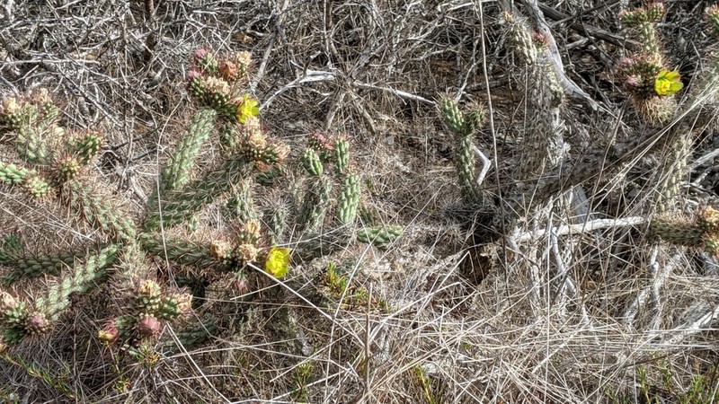 California Cholla photo 3