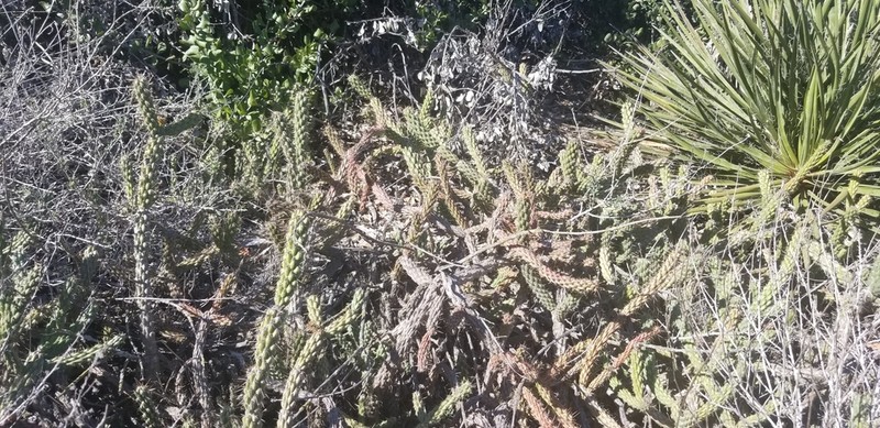 California Cholla photo 4