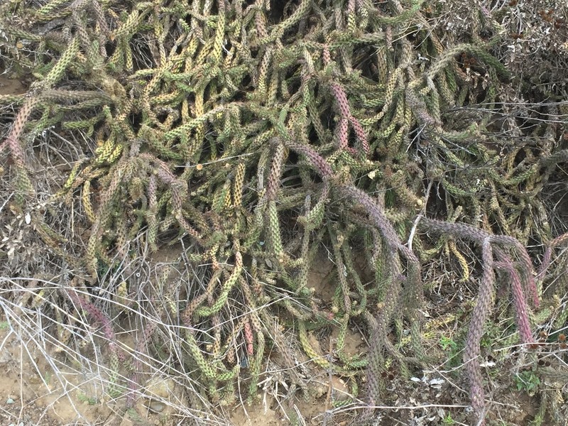 California Cholla photo 5