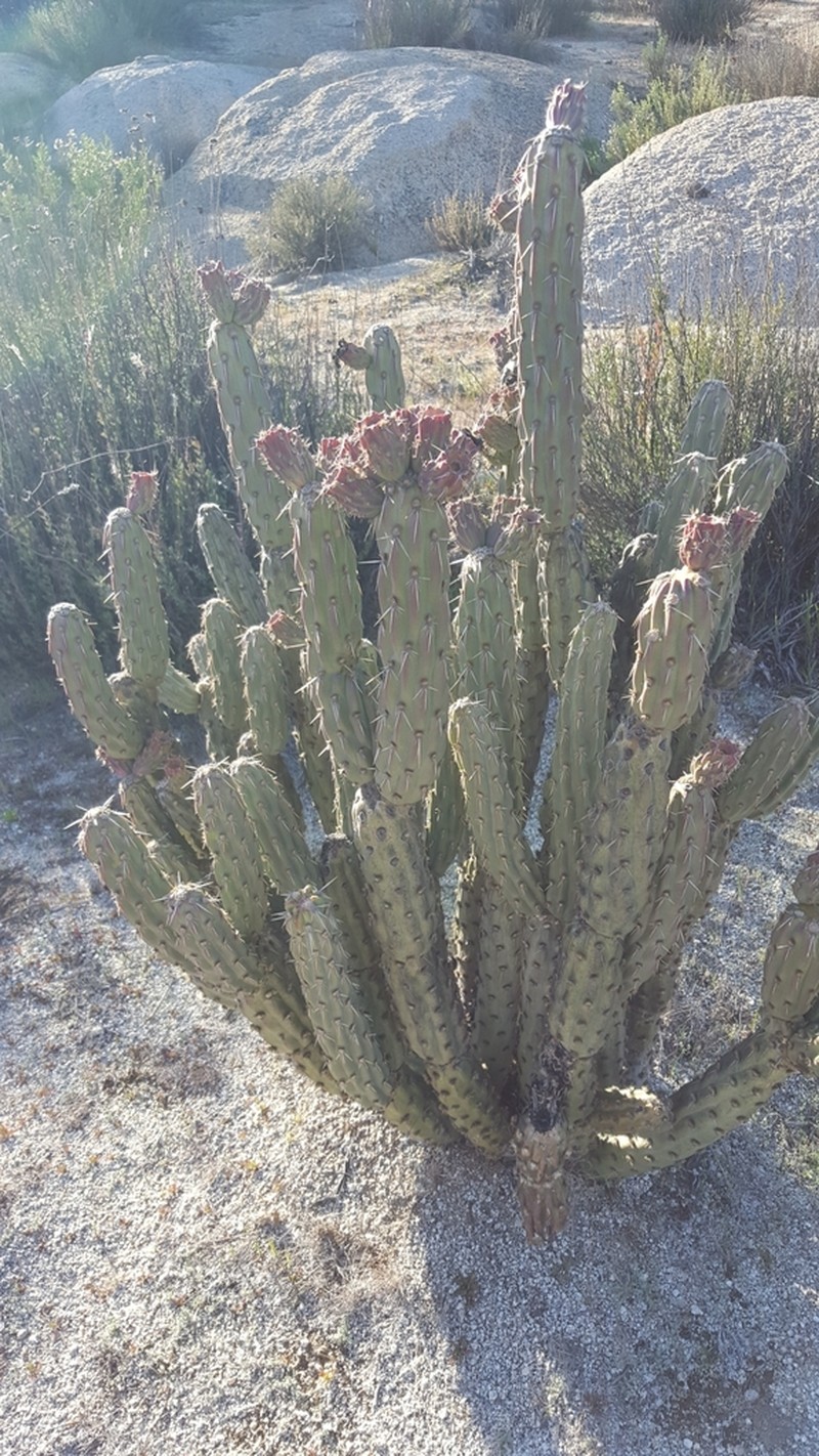 California Cholla photo 6