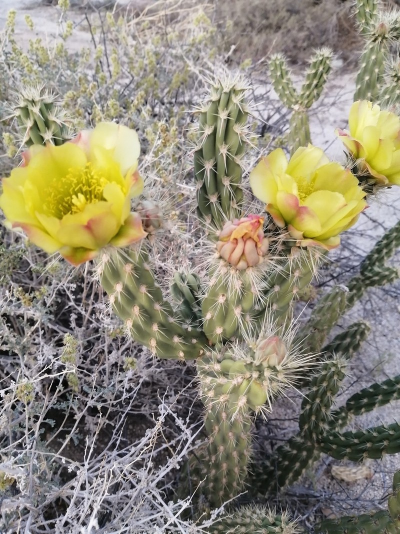 California Cholla photo 7