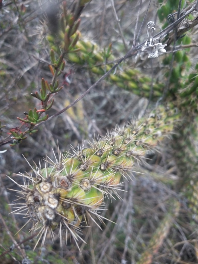 California Cholla photo 8