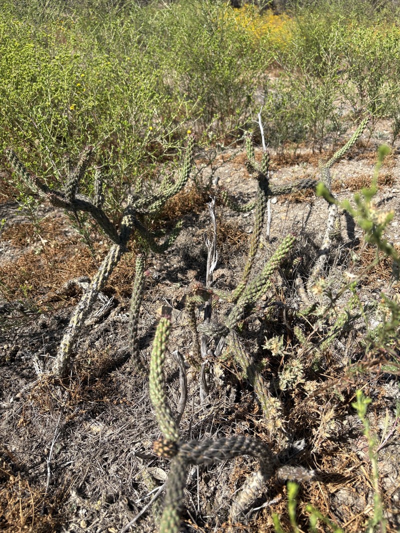 Cylindropuntia californica subsp. californica