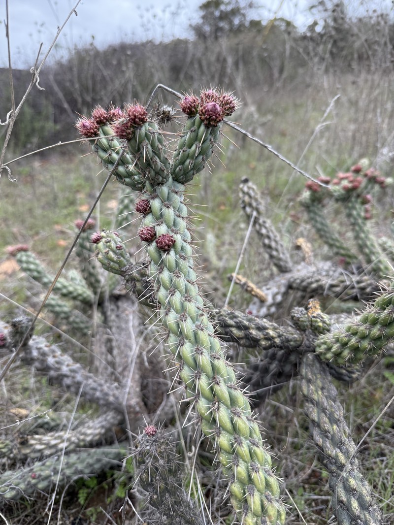 Cylindropuntia californica subsp. californica photo 2