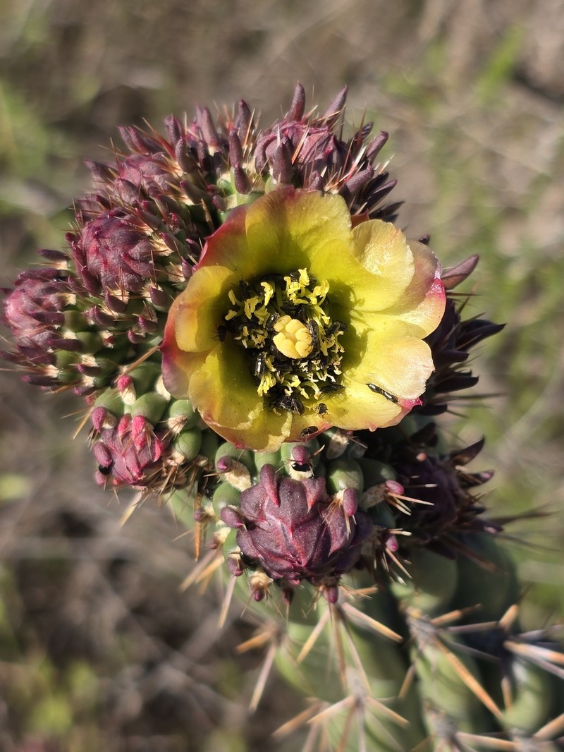Cylindropuntia californica subsp. californica photo 3