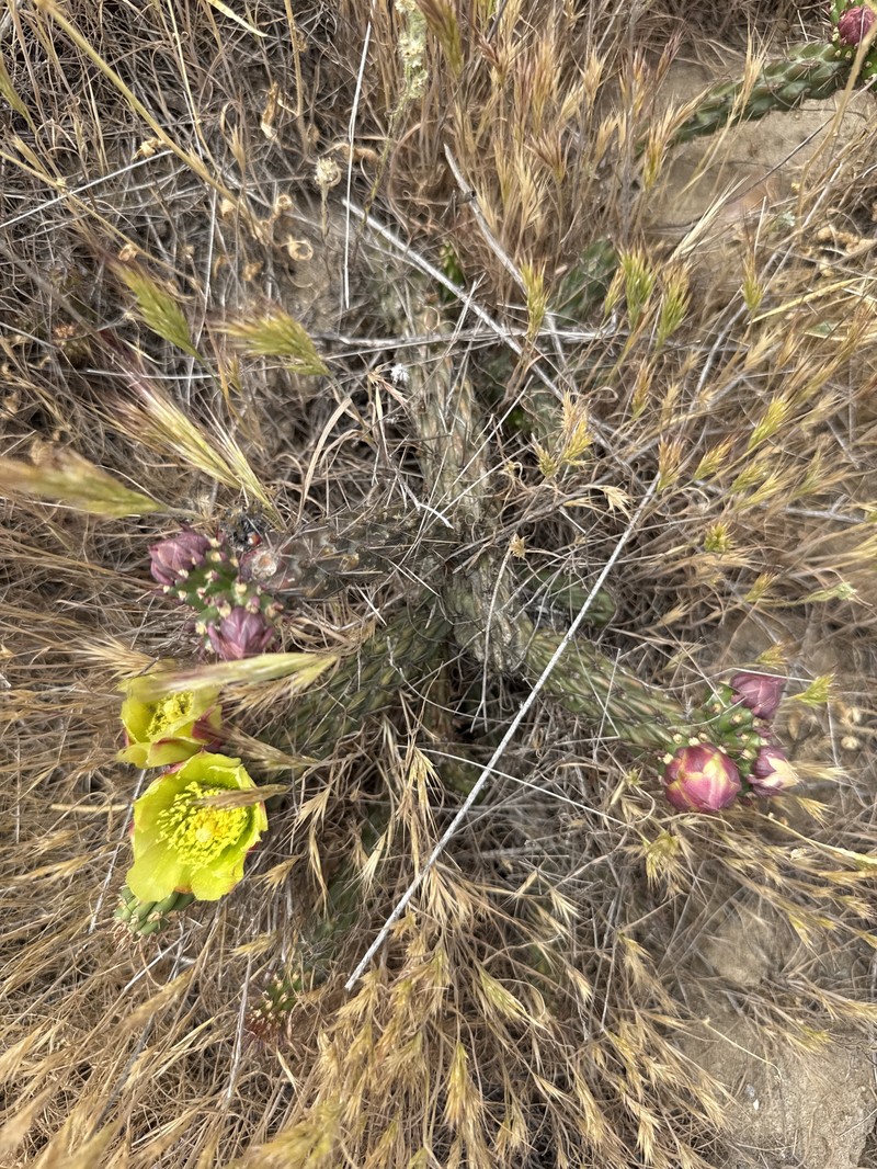 Cylindropuntia californica subsp. californica photo 4