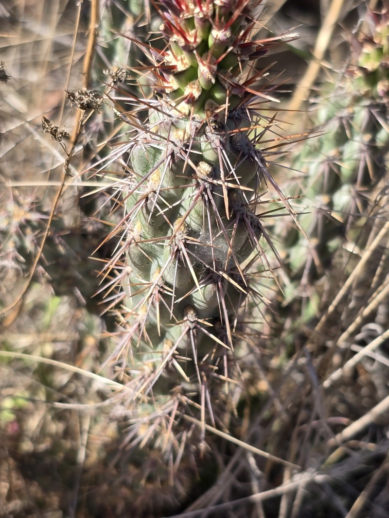 Cylindropuntia californica subsp. californica photo 5