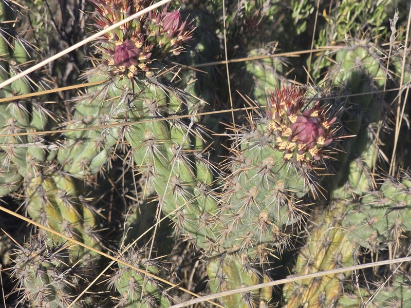 Cylindropuntia californica subsp. californica photo 6