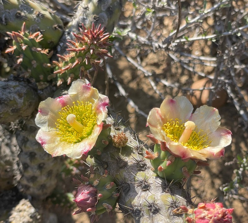 Cylindropuntia californica subsp. californica photo 7