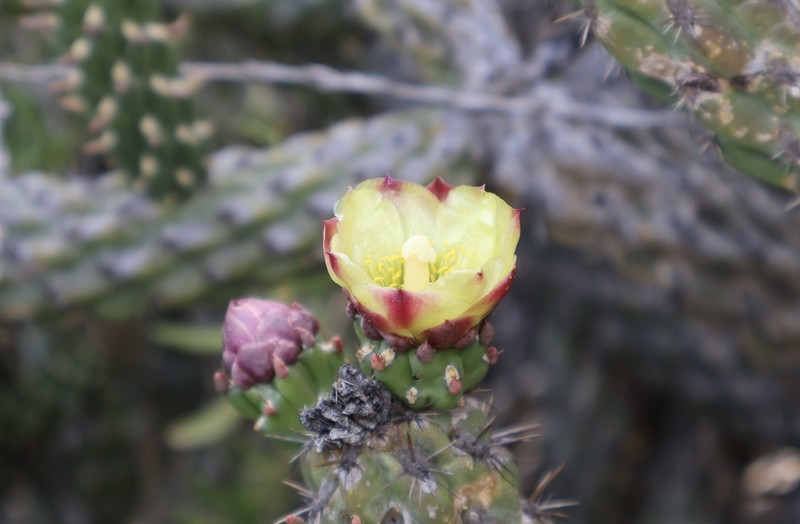 Cylindropuntia californica subsp. californica photo 8