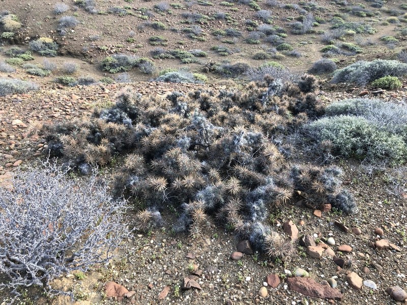 Cylindropuntia cedrosensis photo 2