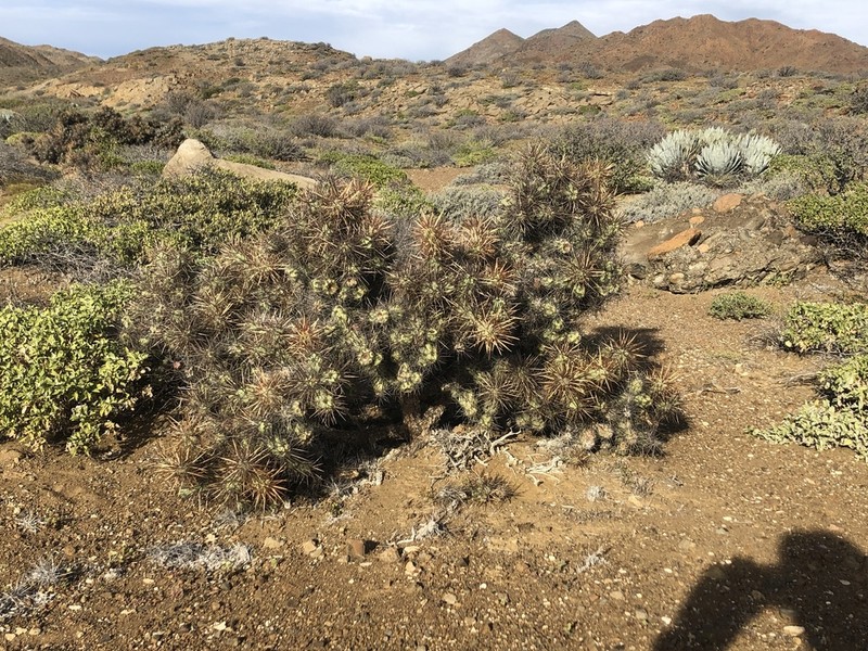 Cylindropuntia cedrosensis photo 3