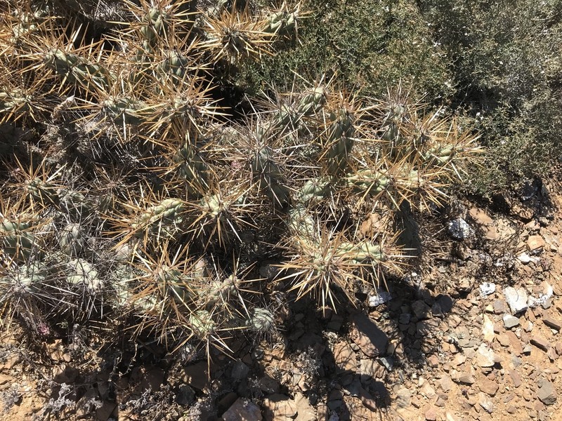 Cylindropuntia cedrosensis photo 4