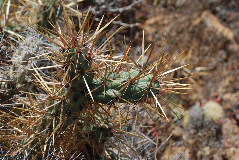 Cylindropuntia cedrosensis photo 5