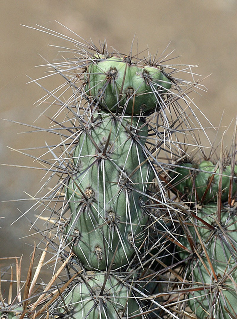 Cylindropuntia cedrosensis photo 6