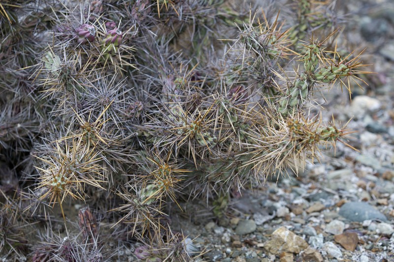Cylindropuntia cedrosensis photo 7