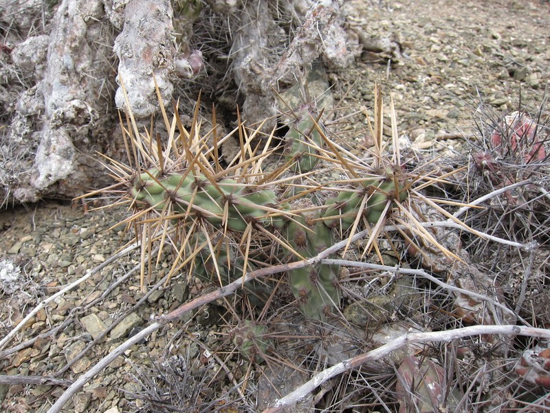 Cylindropuntia cedrosensis photo 8