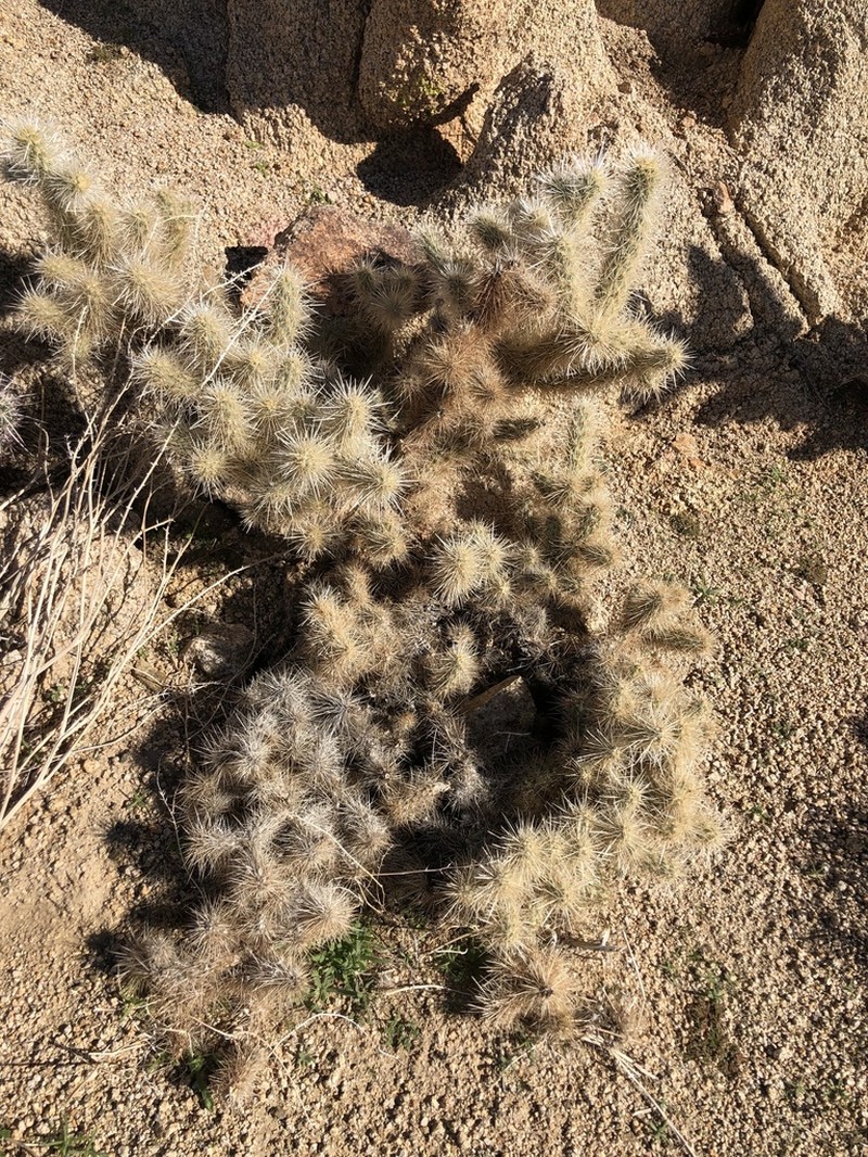 Cylindropuntia chuckwallensis