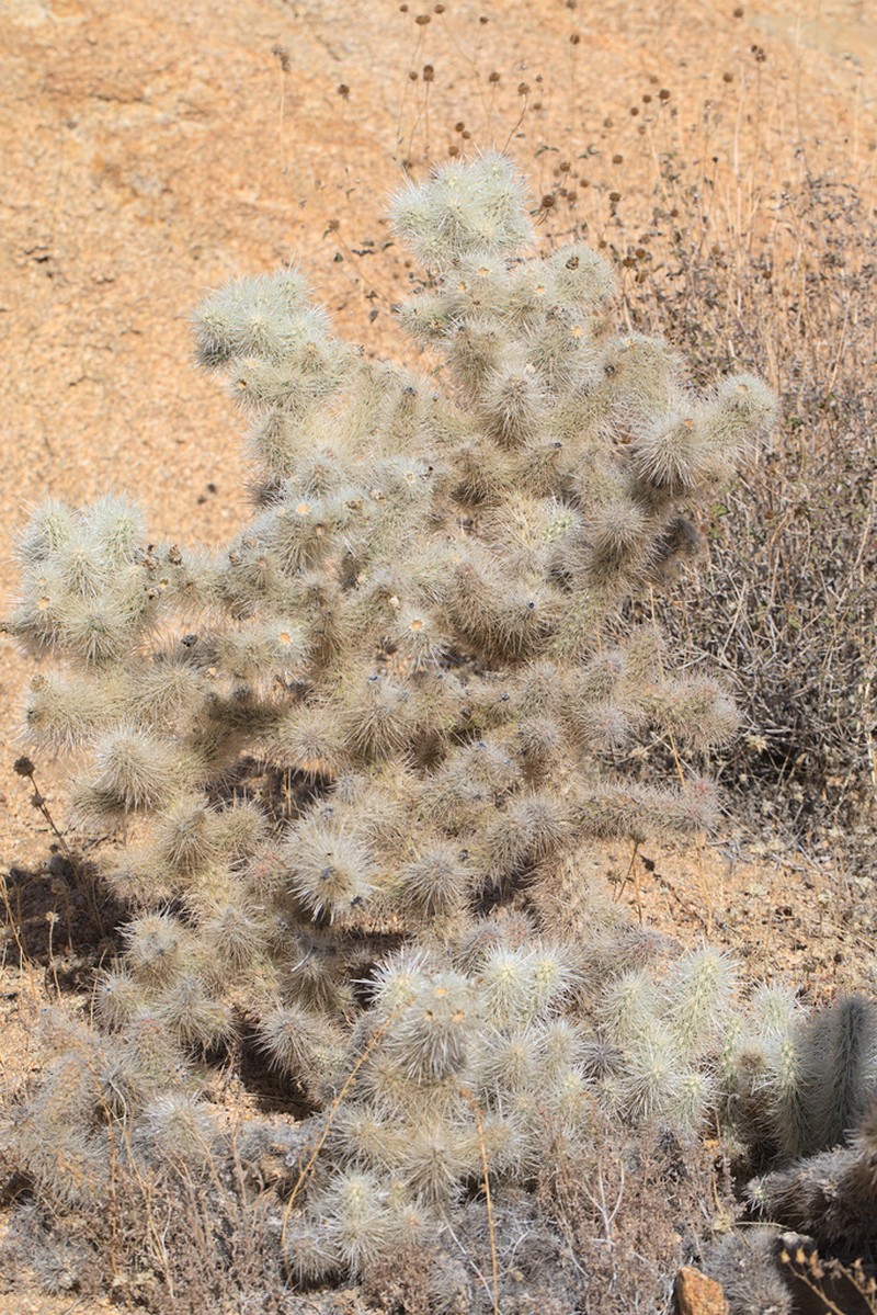 Cylindropuntia chuckwallensis photo 2