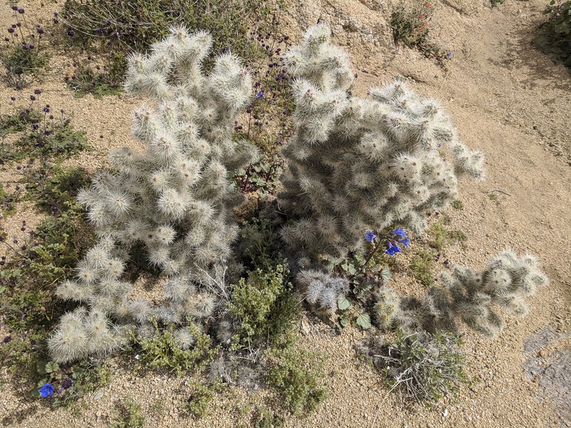 Cylindropuntia chuckwallensis photo 3