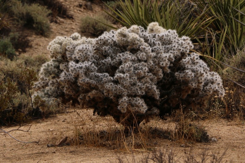 Cylindropuntia chuckwallensis photo 4
