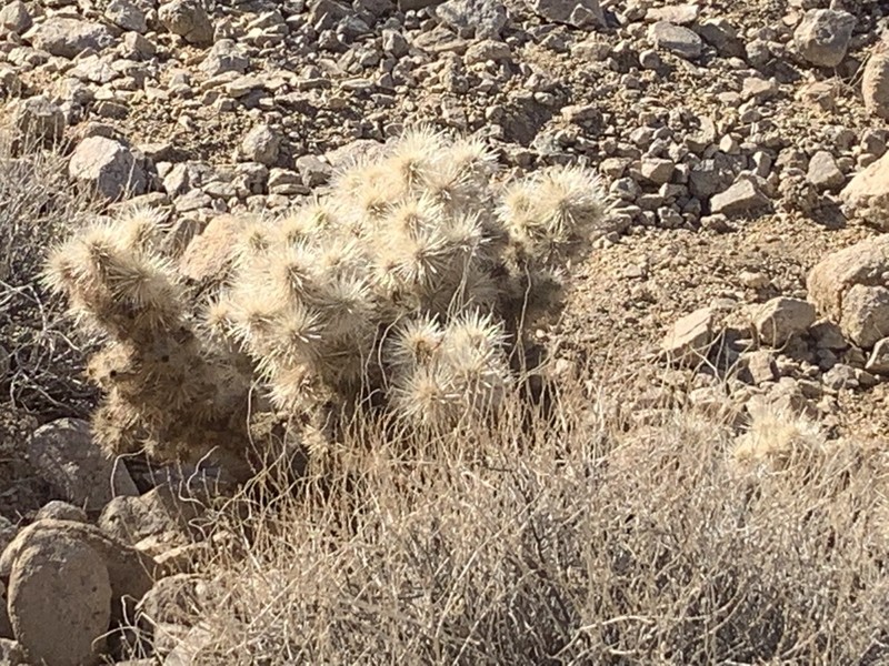 Cylindropuntia chuckwallensis photo 5