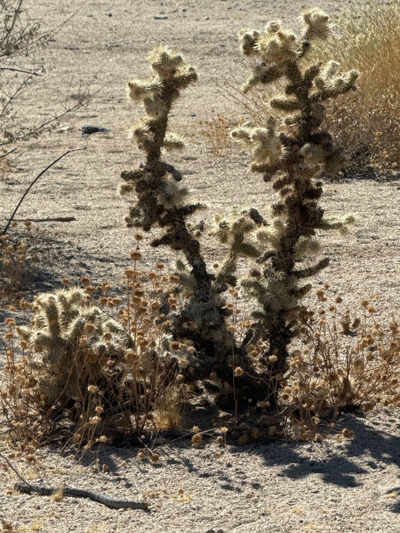 Cylindropuntia chuckwallensis photo 6