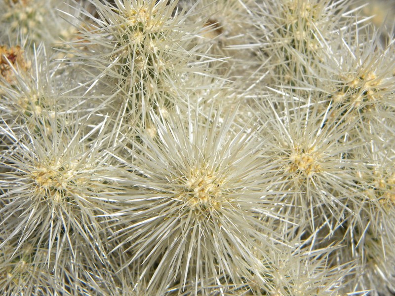 Cylindropuntia chuckwallensis photo 7