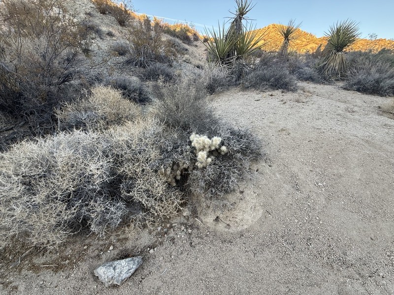 Cylindropuntia chuckwallensis photo 8