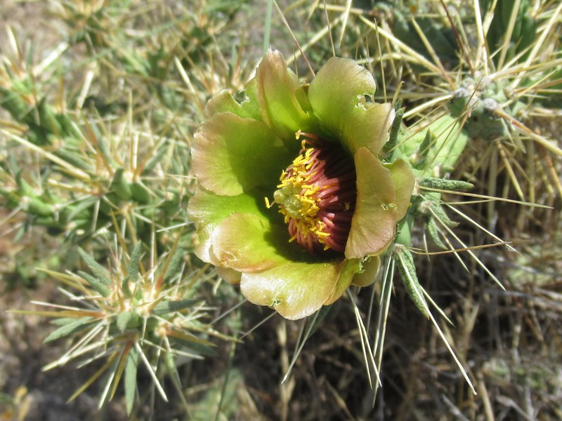 Thistle Cholla